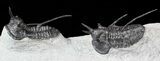 Devil Horned Cyphaspis Walteri Trilobite Pair #62723-11